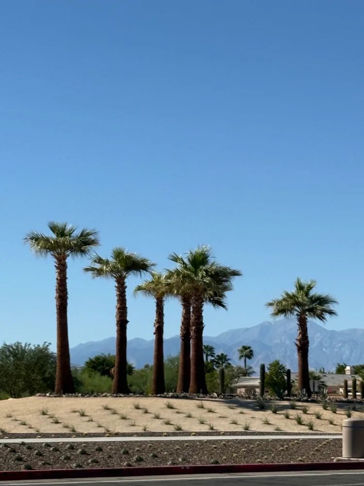 Palm trees and desert mountains under a clear blue sky, from the supplied company references